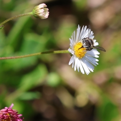Unidentified Bee (Hymenoptera, Apiformes) at Wodonga, VIC - 3 Dec 2022 by KylieWaldon