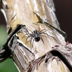 Nyssus coloripes (Spotted Ground Swift Spider) at Wodonga - 3 Dec 2022 by KylieWaldon