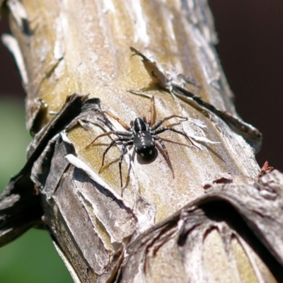 Nyssus coloripes (Spotted Ground Swift Spider) at Wodonga - 3 Dec 2022 by KylieWaldon