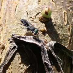 Unidentified Sand or digger wasp (Crabronidae or Sphecidae) at Wodonga, VIC - 3 Dec 2022 by KylieWaldon