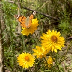 Vanessa kershawi (Australian Painted Lady) at Kambah, ACT - 3 Dec 2022 by Shazw