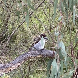 Cracticus torquatus at Kambah, ACT - 3 Dec 2022