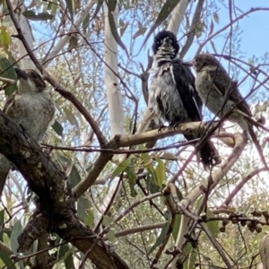 Cracticus torquatus at Kambah, ACT - 3 Dec 2022 03:35 PM