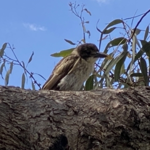 Cracticus torquatus at Kambah, ACT - 3 Dec 2022 03:35 PM