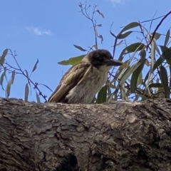 Cracticus torquatus at Kambah, ACT - 3 Dec 2022