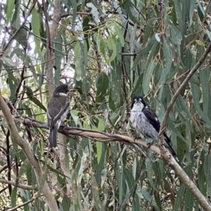 Cracticus torquatus at Kambah, ACT - 3 Dec 2022 03:35 PM