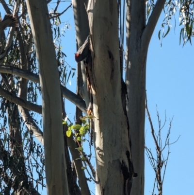Callocephalon fimbriatum (Gang-gang Cockatoo) at Mawson, ACT - 4 Dec 2022 by stofbrew