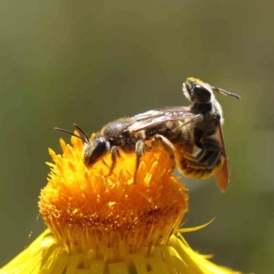 Lasioglossum (Chilalictus) lanarium (Halictid bee) at O'Connor, ACT - 3 Dec 2022 by ConBoekel