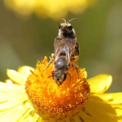 Lasioglossum (Chilalictus) lanarium at O'Connor, ACT - 3 Dec 2022 10:45 AM