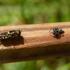 Maratus scutulatus (A jumping spider) at Braemar - 2 Dec 2022 by Curiosity