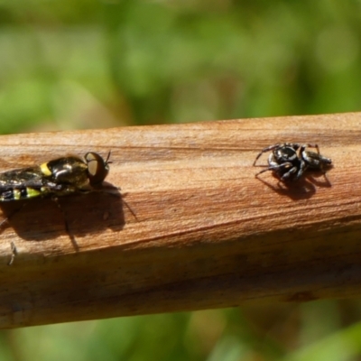 Maratus scutulatus (A jumping spider) at Braemar - 2 Dec 2022 by Curiosity