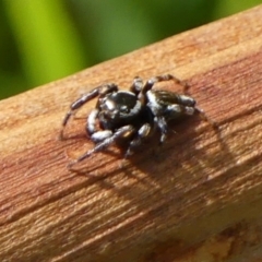 Maratus scutulatus at Braemar, NSW - 3 Dec 2022