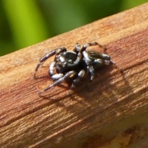 Maratus scutulatus at Braemar, NSW - 3 Dec 2022 09:54 AM