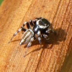 Maratus scutulatus at Braemar, NSW - 3 Dec 2022 09:54 AM