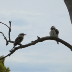 Dacelo novaeguineae (Laughing Kookaburra) at Queanbeyan West, NSW - 27 Nov 2022 by Paul4K