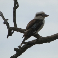 Dacelo novaeguineae at Queanbeyan West, NSW - 27 Nov 2022