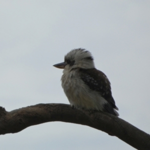 Dacelo novaeguineae at Queanbeyan West, NSW - 27 Nov 2022