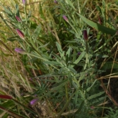 Epilobium billardiereanum subsp. cinereum (Hairy Willow Herb) at Queanbeyan West, NSW - 2 Dec 2022 by Paul4K