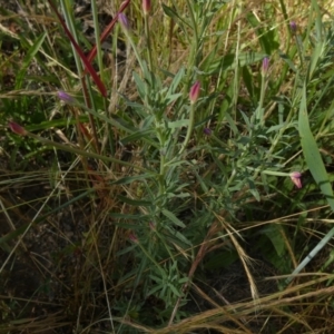 Epilobium billardiereanum subsp. cinereum at Queanbeyan West, NSW - 3 Dec 2022