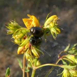 Chrysolina quadrigemina at Queanbeyan West, NSW - 4 Dec 2022