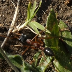 Myrmecia sp. (genus) (Bull ant or Jack Jumper) at QPRC LGA - 3 Dec 2022 by Paul4K