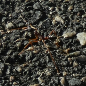 Myrmecia nigriceps at Queanbeyan West, NSW - 4 Dec 2022