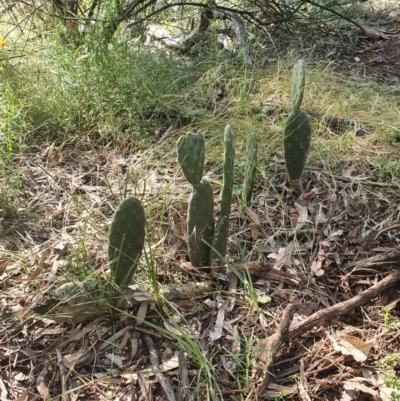 Opuntia stricta (Common Prickly Pear) at Mount Ainslie - 3 Dec 2022 by HughCo