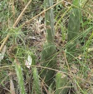 Opuntia stricta at Hackett, ACT - 4 Dec 2022 09:38 AM