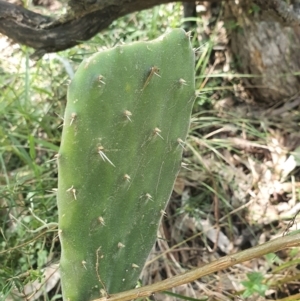 Opuntia stricta at Hackett, ACT - 4 Dec 2022 09:38 AM