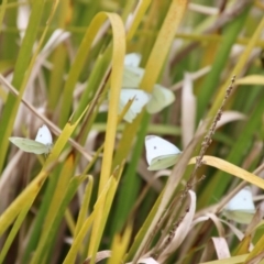 Pieris rapae (Cabbage White) at QPRC LGA - 1 Dec 2022 by LisaH