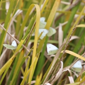 Pieris rapae at Mongarlowe, NSW - 1 Dec 2022