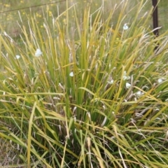 Pieris rapae at Mongarlowe, NSW - 1 Dec 2022