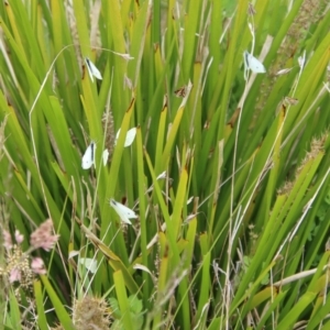 Pieris rapae at Mongarlowe, NSW - 1 Dec 2022