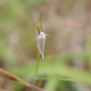 Zacorus carus at Mongarlowe, NSW - 1 Dec 2022