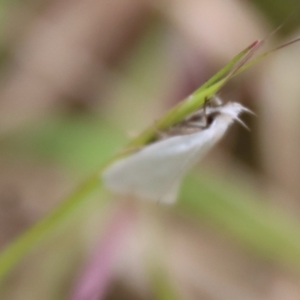 Zacorus carus at Mongarlowe, NSW - 1 Dec 2022