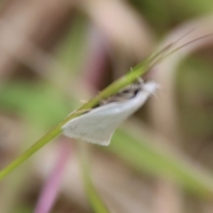 Zacorus carus at Mongarlowe, NSW - 1 Dec 2022