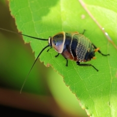 Ellipsidion australe (Austral Ellipsidion cockroach) at Wodonga - 3 Dec 2022 by KylieWaldon