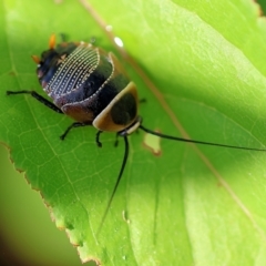 Ellipsidion australe at Wodonga, VIC - 4 Dec 2022 09:25 AM