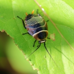 Ellipsidion australe at Wodonga, VIC - 4 Dec 2022 09:25 AM