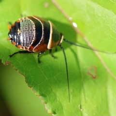 Ellipsidion australe at Wodonga, VIC - 4 Dec 2022 09:25 AM