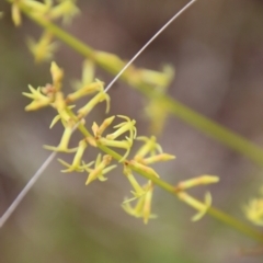 Stackhousia viminea (Slender Stackhousia) at Mongarlowe, NSW - 1 Dec 2022 by LisaH