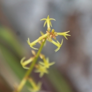 Stackhousia viminea at Mongarlowe, NSW - 1 Dec 2022