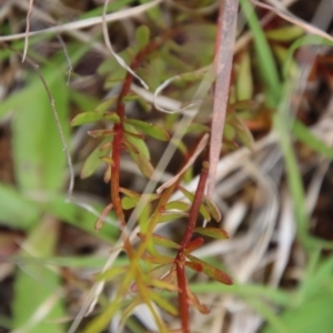 Stackhousia viminea at Mongarlowe, NSW - 1 Dec 2022