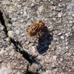 Eristalinus punctulatus (Golden Native Drone Fly) at Wodonga - 3 Dec 2022 by KylieWaldon