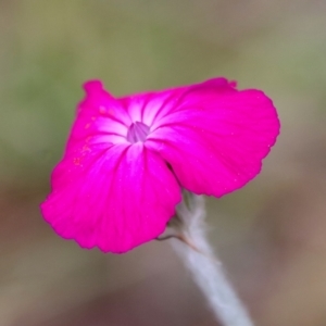 Silene coronaria at Mongarlowe, NSW - 1 Dec 2022