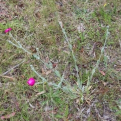 Silene coronaria at Mongarlowe, NSW - suppressed