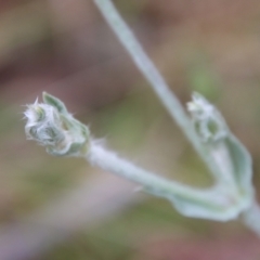 Silene coronaria at Mongarlowe, NSW - suppressed