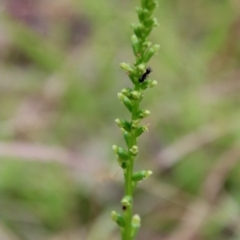 Microtis parviflora (Slender Onion Orchid) at Mongarlowe, NSW - 1 Dec 2022 by LisaH