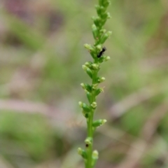 Microtis parviflora (Slender Onion Orchid) at Mongarlowe River - 1 Dec 2022 by LisaH