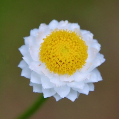 Ammobium alatum (Winged Everlasting) at Mongarlowe River - 1 Dec 2022 by LisaH